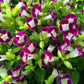 10 KAUAI MIX TORENIA Fournieri Sun or Shade Wishbone Flower Seeds - Mixed Colors 2 Tone Blue Red Pink