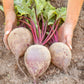 75 Giant Red BEET Mangelwurzel Mangel Mangold Wurzel Mammoth Long Beta Vulgaris Seeds
