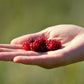 10 ARCTIC RASPBERRY Nagoonberry Rubus Arcticus Red Berry Fruit Bramble Seeds