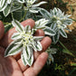 20 SNOW On THE MOUNTAIN Euphorbia Marginata Variegated Groundcover Sun or Shade Flower Seeds