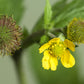 100 YELLOW AVENS Geum Aleppicum Moist Wetland Flower Seeds