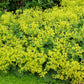 100 LADYS MANTLE Alchemilla Mollis Flower Seeds