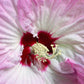 10 Luna PINK SWIRL Hardy HIBISCUS Moscheutos Flower Seeds