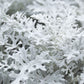 300 SILVERDUST DUSTY MILLER Cineraria Maritima Jacobaea Senecio Flower Seeds