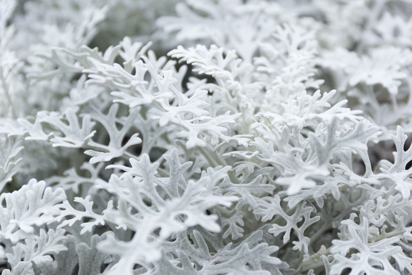 300 SILVERDUST DUSTY MILLER Cineraria Maritima Jacobaea Senecio Flower Seeds