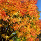 25 Chinese PISTACHIO Pistacia Chinensis Pistache Pistach Yellow Orange Red in Fall Mastic Tree Seeds