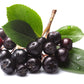 50 BLACK CHOKEBERRY Aronia Melanocarpa White Flower Fruit Shrub Seeds