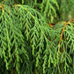 30 Kashmir WEEPING CYPRESS TREE Cupressus Cashmeriana Blue Evergreen Seeds