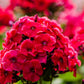 800 RED DRUMMOND PHLOX (Texas Pride) Phlox Drummondii Flower Seeds