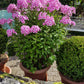 10 TALL GARDEN PHLOX Paniculata Mixed Colors 'New Hybrids Mix' Flower Seeds