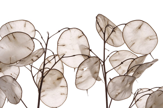100 LUNARIA Biennis ( MONEY PLANT / Silver Dollar / Honesty / Moonwort / L Annua ) Flower Seeds