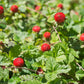 50 Edible Red MOCK STRAWBERRY Potentilla Indica Duchesnea Fruit Berry Seeds