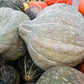 30 BLUE HUBBARD SQUASH New England Buttercup Cucurbita Pepo Vegetable Seeds