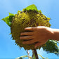 10 Early MAMMOTH RUSSIAN SUNFLOWER Helianthus Annuus Flower Seeds
