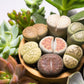 10 LIVING STONE / LITHOPS Mixed Colors Pebble Houseplant Flower Seeds