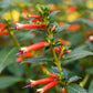 10 Red CIGAR PLANT Mexican Firecracker Cuphea Ignea Hummingbird Flower Seeds
