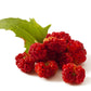 100 STRAWBERRY STICKS / SPINACH Chenopodium Foliosum Fruit Berry Seeds