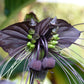 5 BLACK BAT FLOWER ( Cats Whiskers / Devil Flower ) Tacca Chantrieri Flower Seeds