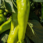 75 CUBANELLE PEPPER (Italian Sweets / Banana Pepper / Italian Frying Pepper) Capsicum Annuum Vegetable Seeds