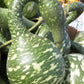 15 GOOSENECK / Bottle / SWAN GOURD Lagenaria Siceraria Vine Seeds
