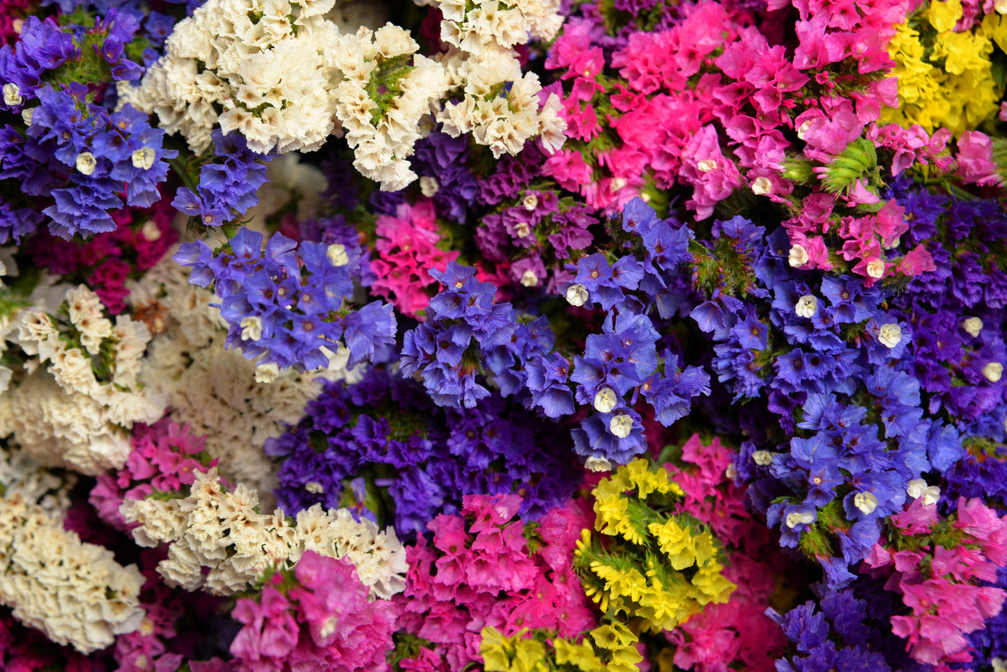 50 Pacific Mix STATICE (Sea Lavender) Mixed Colors  Limonium Sinuatum Flower Seeds