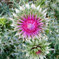 100 ORGANIC Blessed MILK THISTLE Silybum Marianum Hummingbird Purple Flower Seeds