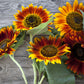 100 Mixed EVENING COLORS SUNFLOWER Helianthus Annuus Orange Red Gold Flower Seeds