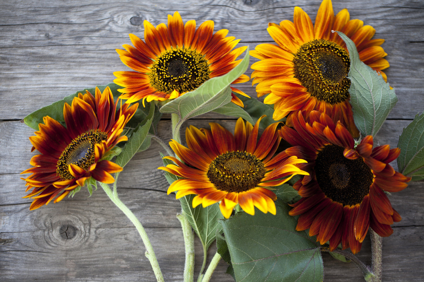 100 Mixed EVENING COLORS SUNFLOWER Helianthus Annuus Orange Red Gold Flower Seeds