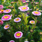 50 HI No MARU ASTER Double Red & White Callistephus Pompon Flower Seeds