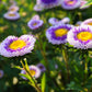 50 BLUE MOON ASTER Callistephus Pompon Double Flower Seeds
