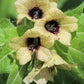 200 Black HENBANE Nightshade Hyoscyamus Niger Flower Seeds