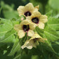 200 Black HENBANE Nightshade Hyoscyamus Niger Flower Seeds