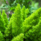 10 EMERALD ASPARAGUS FERN A. Densiflorus Mazeppa Houseplant Flower Seeds
