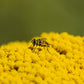 250 GOLD Golden Yellow YARROW Achillea Filipendulina Flower Seeds