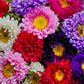 1000 POWDER PUFF ASTER Mix Callistephus Chinensis Flower Seeds