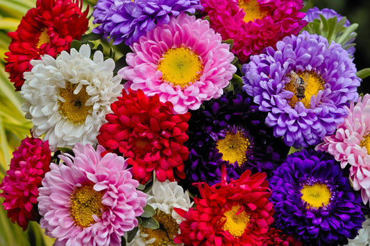 1000 POWDER PUFF ASTER Mix Callistephus Chinensis Flower Seeds