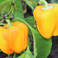 100 Golden YELLOW BELL PEPPER California Wonder Capsicum Annuum Vegetable Seeds