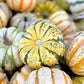 15 CARNIVAL SQUASH Winter Cucurbita Pepo Vegetable Seeds
