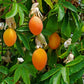 10 Blue Crown PASSION FLOWER / Passion FRUIT Passiflora Caerulea Orange Fruit Vine Seeds