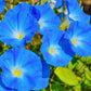 50 Heavenly BLUE MORNING GLORY Ipomoea Tricolor Vine Flower Seeds