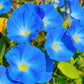 50 Mixed Colors MORNING GLORY Ipomoea Purpurea Vine Flower Seeds