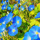 50 Heavenly BLUE MORNING GLORY Ipomoea Tricolor Vine Flower Seeds