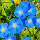 50 Heavenly BLUE MORNING GLORY Ipomoea Tricolor Vine Flower Seeds