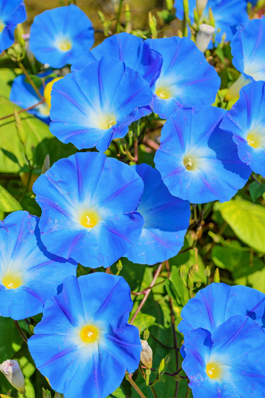 50 Heavenly BLUE MORNING GLORY Ipomoea Tricolor Vine Flower Seeds
