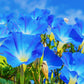 50 Heavenly BLUE MORNING GLORY Ipomoea Tricolor Vine Flower Seeds