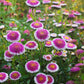 50 HI No MARU ASTER Double Red & White Callistephus Pompon Flower Seeds