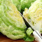 1000 GREAT LAKES LETTUCE Batavian Iceberg Lactuca Sativa Vegetable Seeds