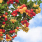 25 STRAWBERRY TREE Edible Red Berry Tree Arbutus Unedo Seeds Irish Killarney