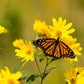 10 Yellow COMPASS PLANT Silphium Laciniatum Prairie Compassplant 4" Flower Seeds