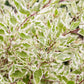 25 FIRE and ICE DOGWOOD Cornus Alba Shrub Tree Variegated Red Bark White Berry & Flower Seeds
